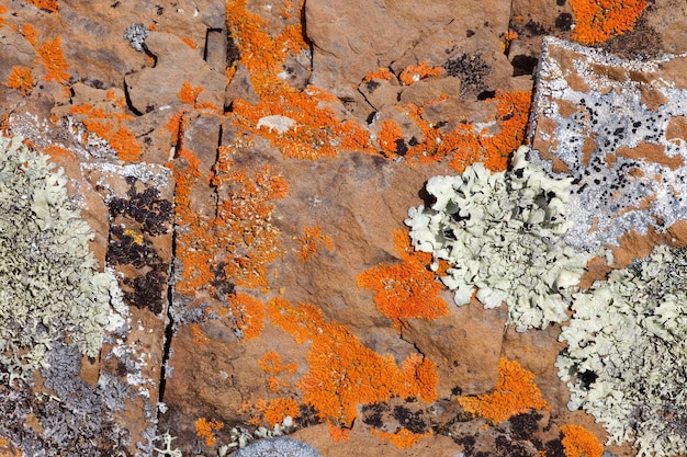 Motif de fond nature rock lichens