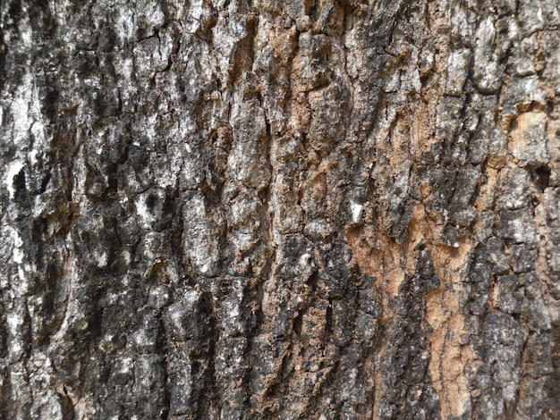 Motif de fond de texture vieux bois arbre