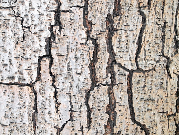 Motif de fond de texture vieux bois arbre