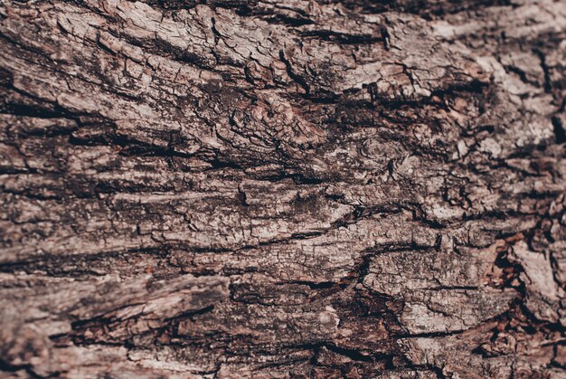 Motif de fond de texture vieux bois arbre