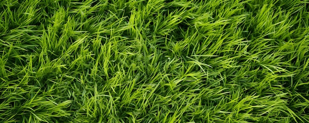 Le motif de l'herbe de la pelouse