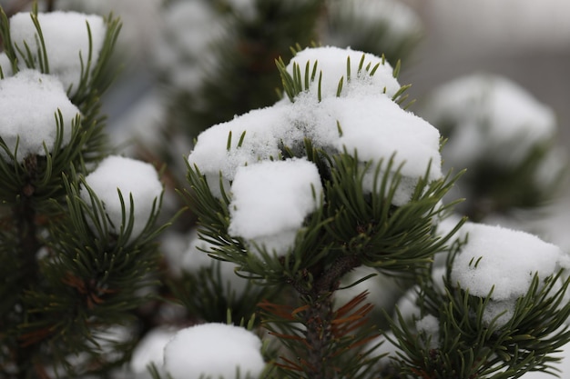 motif d'hiver nature de branches de pin avec de la neige