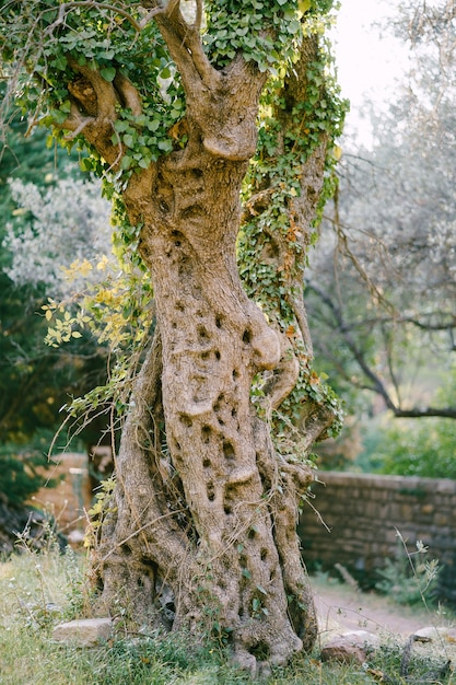 Motif intéressant sur le tronc de l'arbre l'écorce frisée de l'olivier