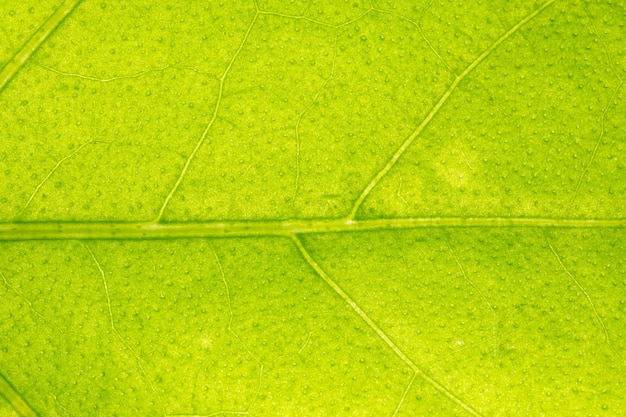 Motif de macro de fond de feuilles vertes