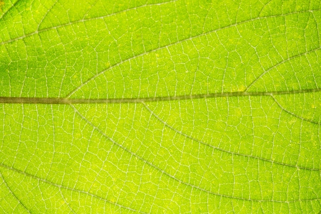 Motif de macro de fond de feuilles vertes