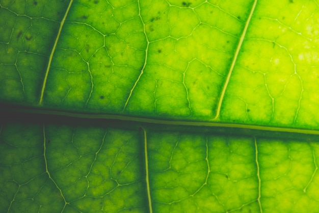 Motif de macro de fond de feuilles vertes