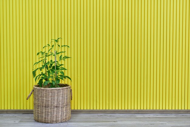 Photo motif de mur jaune et vase fleurs du salon.