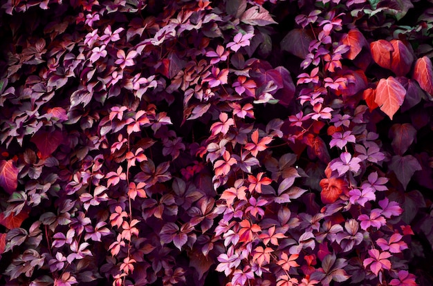 Motif naturel des feuilles de plantes.