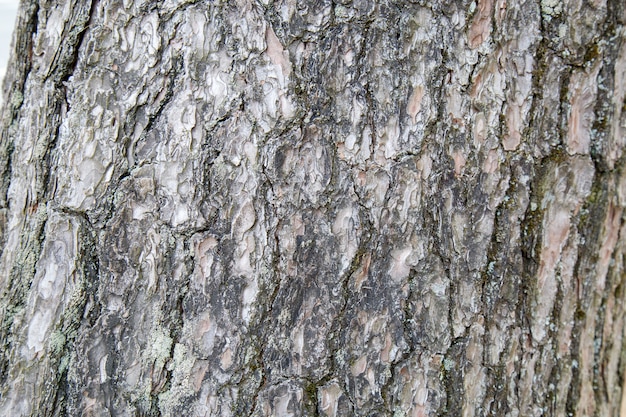 Motif de peau de bois d'un vrai arbre