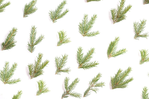 Motif de petites branches d'épinette sur fond blanc