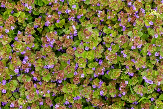 Un motif de petites fleurs sauvages dans un champ ou un pré