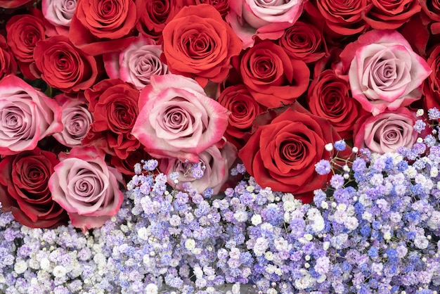 Motif de roses rouges, oranges et jaunes.