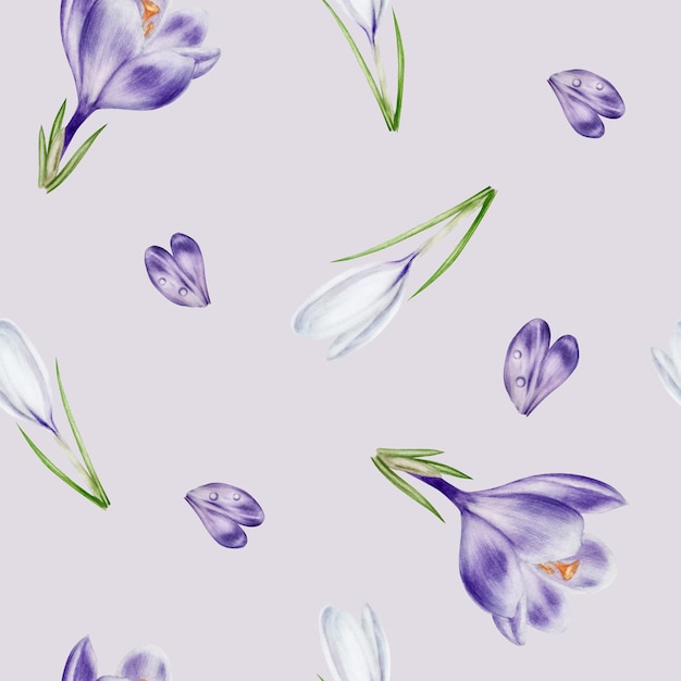 Motif sans couture en aquarelle avec une fleur de crocus en fleurs violette et blanche isolée sur le fond