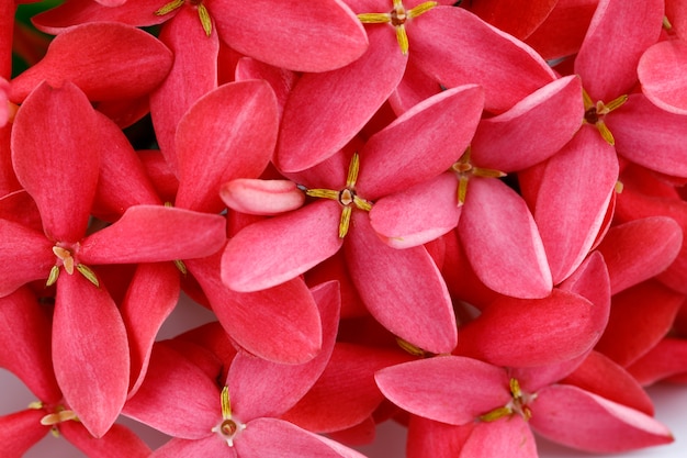 Motif spike fleur fond rouge