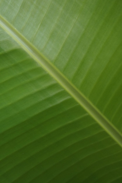 Motif de texture vert feuille de bananier