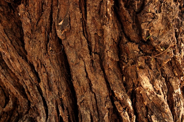 Motif de tronc d'arbre Vachellia Nilotica