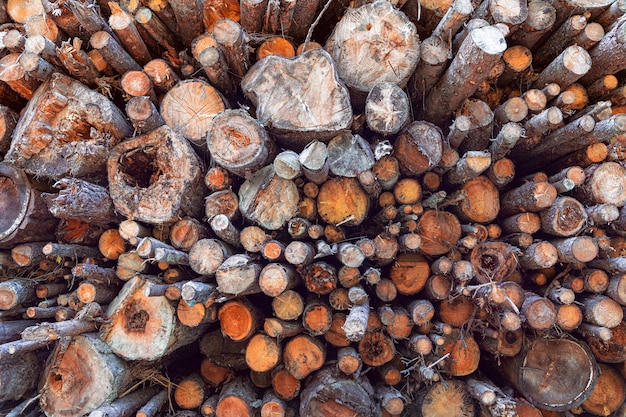 Motif de troncs d'arbres. Pile de bois. Texture du bois.