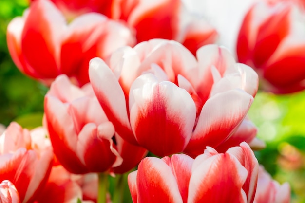 Un motif de tulipes aux pétales rouges et blancs