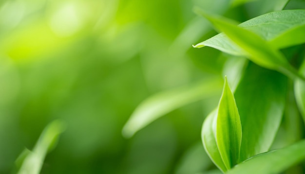 Le motif vert des feuilles, la texture de la nature, le fond