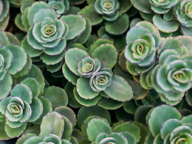 Motif vert frais de la plante de Lime Zinger Sedum