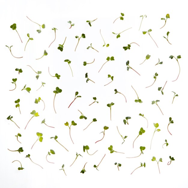 Motif Vert De Microgreen Organique Naturel Fraîchement Cueilli Germé Contre Un Tableau Blanc. Concept De Super Nourriture.