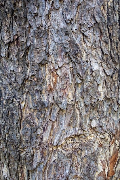 Motif de vieux troncs d'arbres, écorce mélangée à du gris et du brun, Texture en gros plan d'arbres âgés. fond naturel et papier peint.