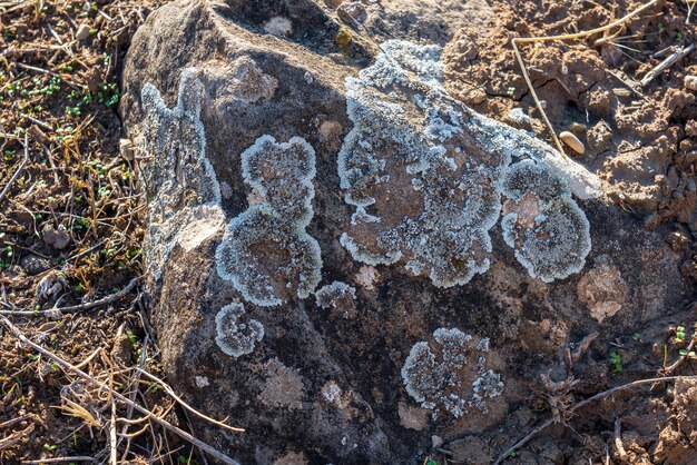 Motifs naturels de lichen sur pierre