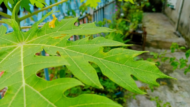 Photo motifs de texture de feuille verte de papaye fraîche