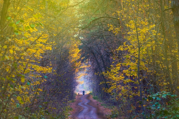 Motocycliste et chien dans une forêt d'automne à couper le souffle marchant sur un chemin naturel Motocycliste en route dans la forêt d'automne