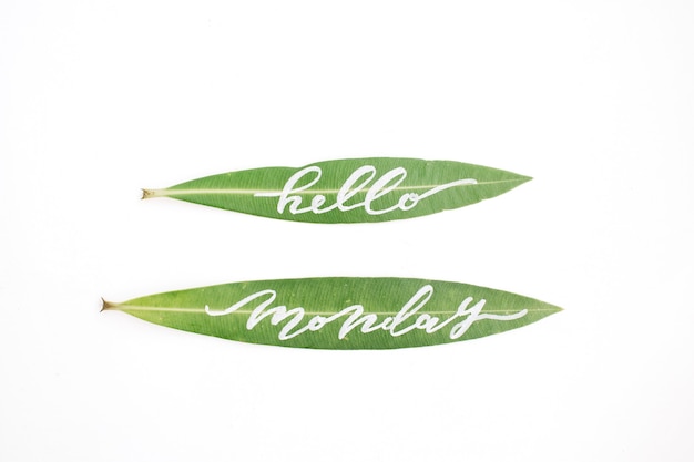 Mots calligraphiques "Bonjour lundi" écrits sur des feuilles vertes