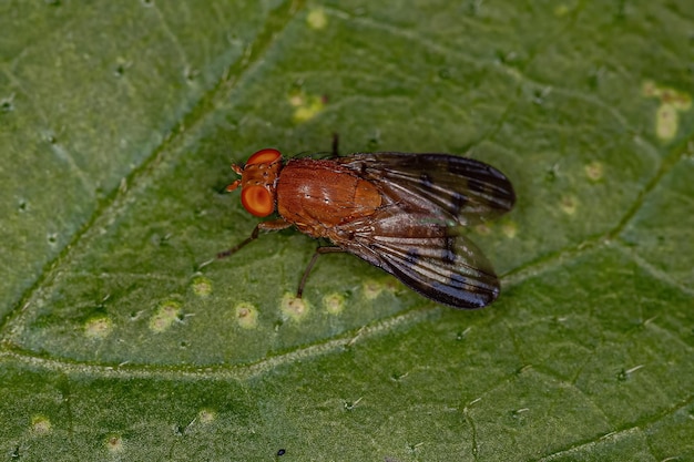 Mouche Acalyptrate adulte de la sous-section Zoosubsection Acalyptratae