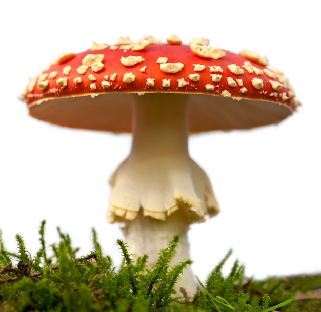 Mouche agaric ou mouche champignon Amanita, Amanita muscaria, ion blanc isolé