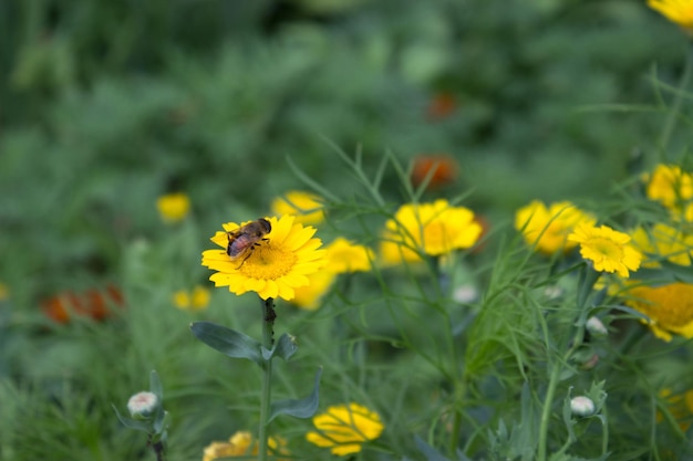 Une mouche assise parmi les fleurs jaunes du jardin