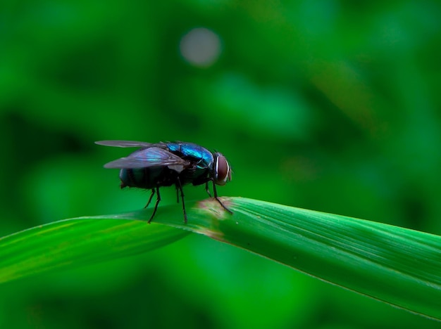 Une mouche bleue est assise sur un brin d'herbe.