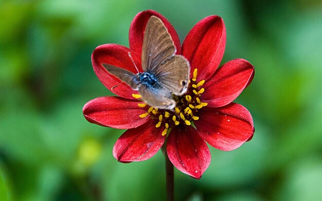 une mouche bleue est sur une fleur rouge