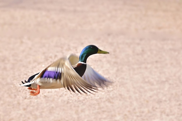 mouche de canard sur l'eau