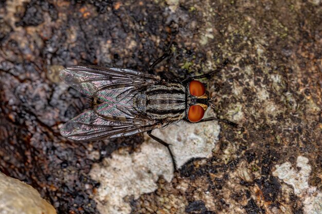 Mouche à chair adulte de la famille des sarcophagidés