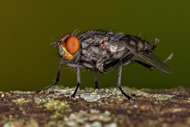 Mouche à chair adulte de la famille des sarcophagidés