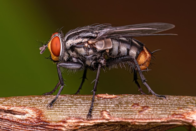 Mouche à chair adulte