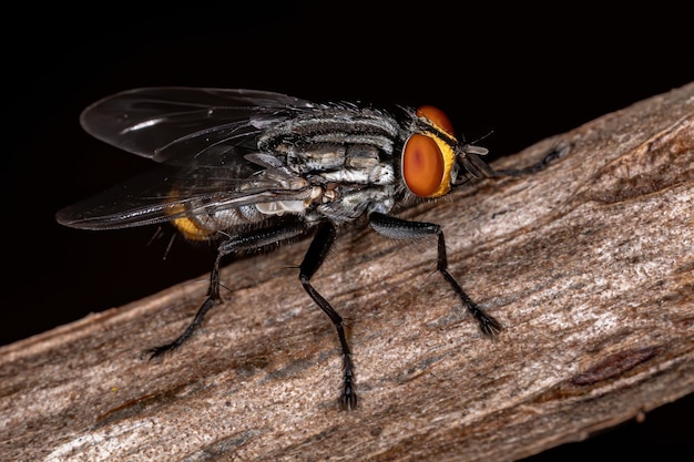 Mouche à chair de la famille des Sarcophages