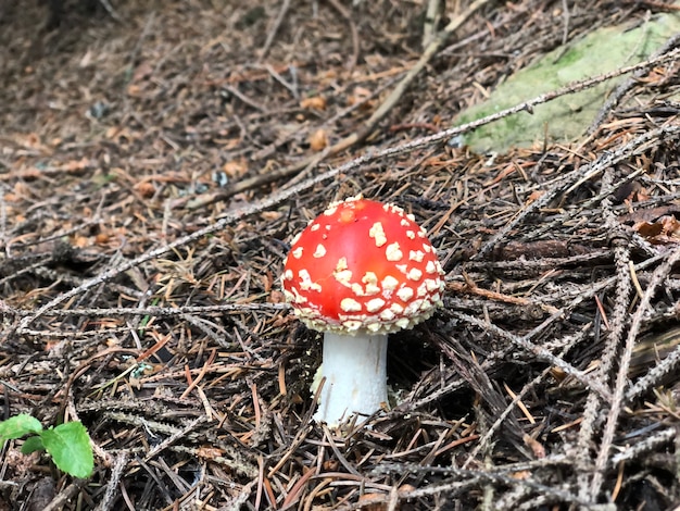 Mouche des champignons agaricred à pois blancs