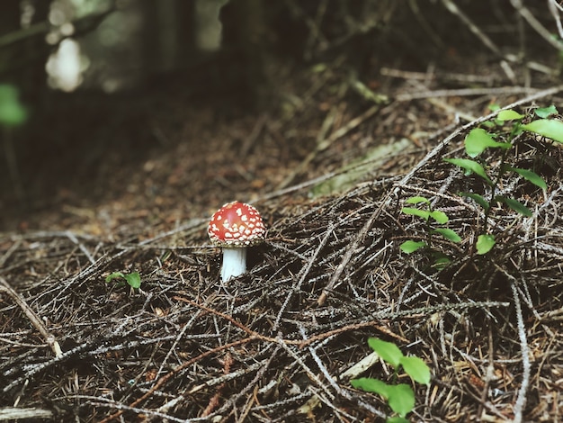 Mouche des champignons agaricred à pois blancs