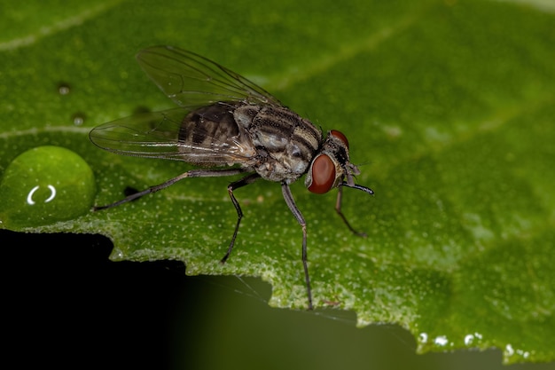 Mouche domestique adulte du genre Stomoxys