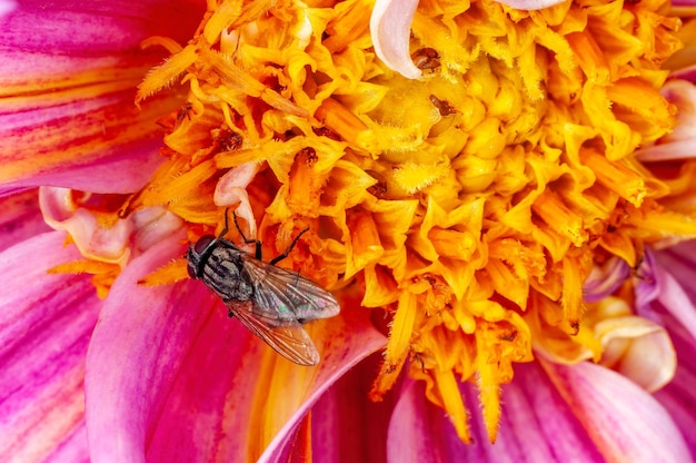 Mouche domestique assise sur une fleur