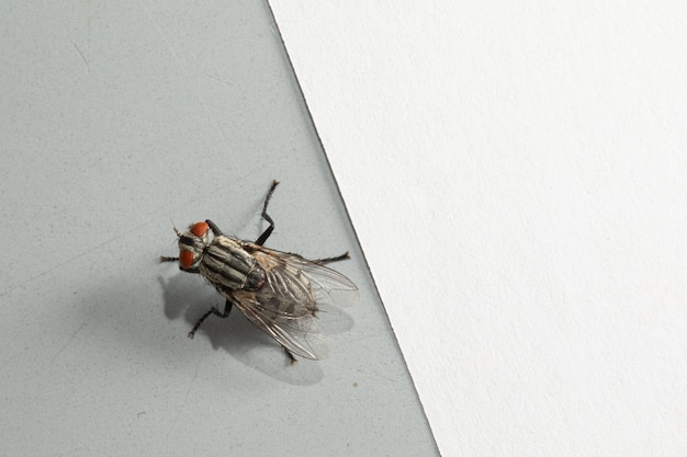 La mouche domestique sur le bord Une prise de vue macro sur un fond bicolore