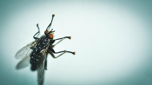 Mouche domestique sur fond blanc