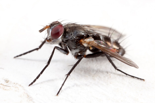 Mouche domestique isolée