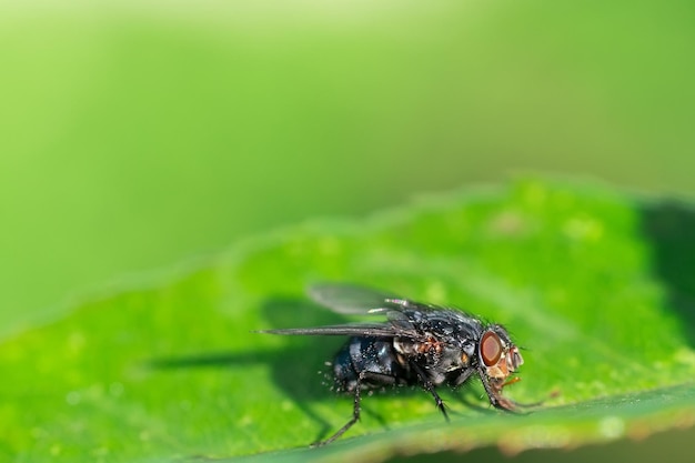 Mouche domestique Mouche Mouche domestique sur feuille