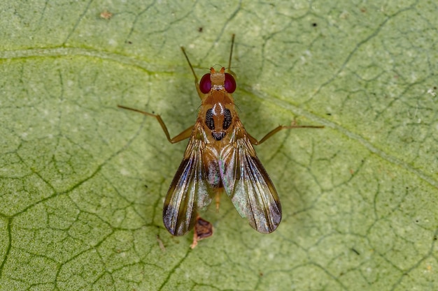 Mouche druide adulte de la famille des Clusiidae