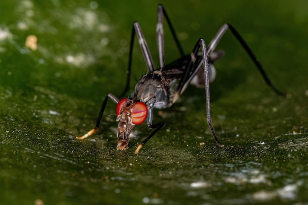 Mouche échasse adulte